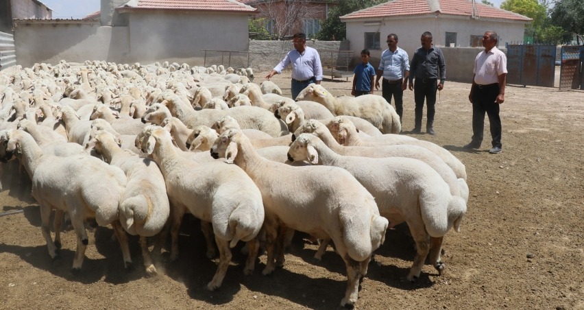 Canlı Küçükbaş Hayvan Ticareti